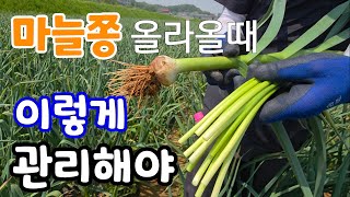 마늘쫑 올라올때 이것 꼭해야 마늘 굵어지고 저장성도 좋다 마늘 비대기