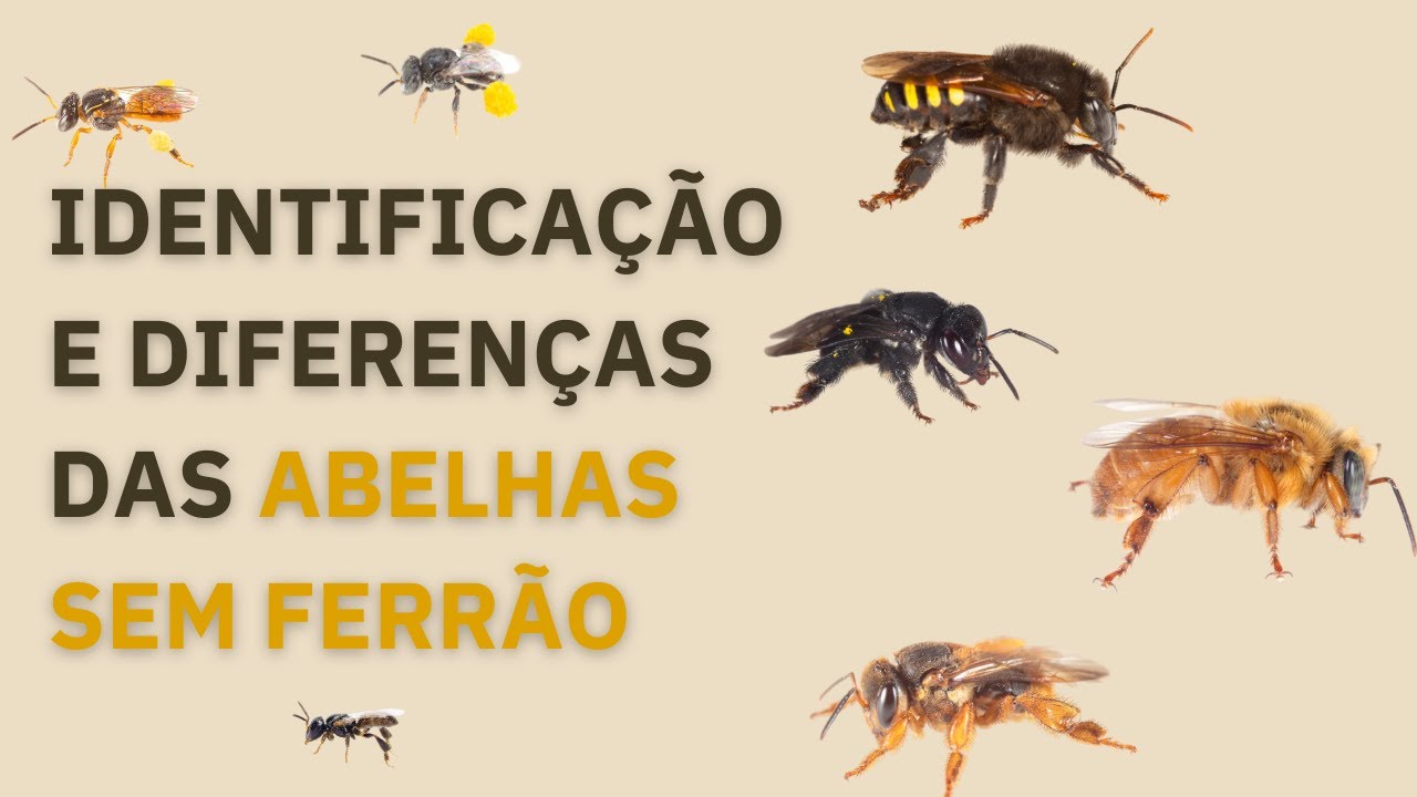 CONHEÇA AS ABELHAS SEM FERRÃO - AULA ESPECIAL | Live 011