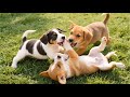 Puppies With Adorable Actions Playing On The Grass Dog Barking Dog Videos