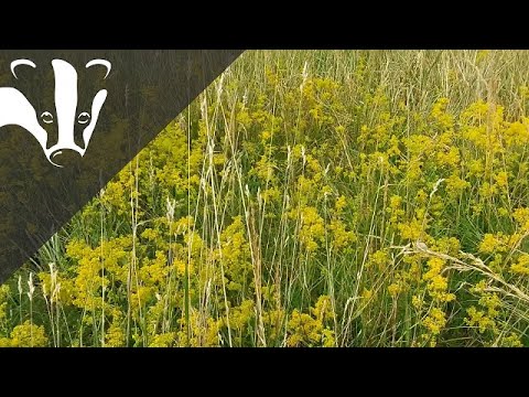 The Essex Coastal Challenge - Woodham Fen nature reserve
