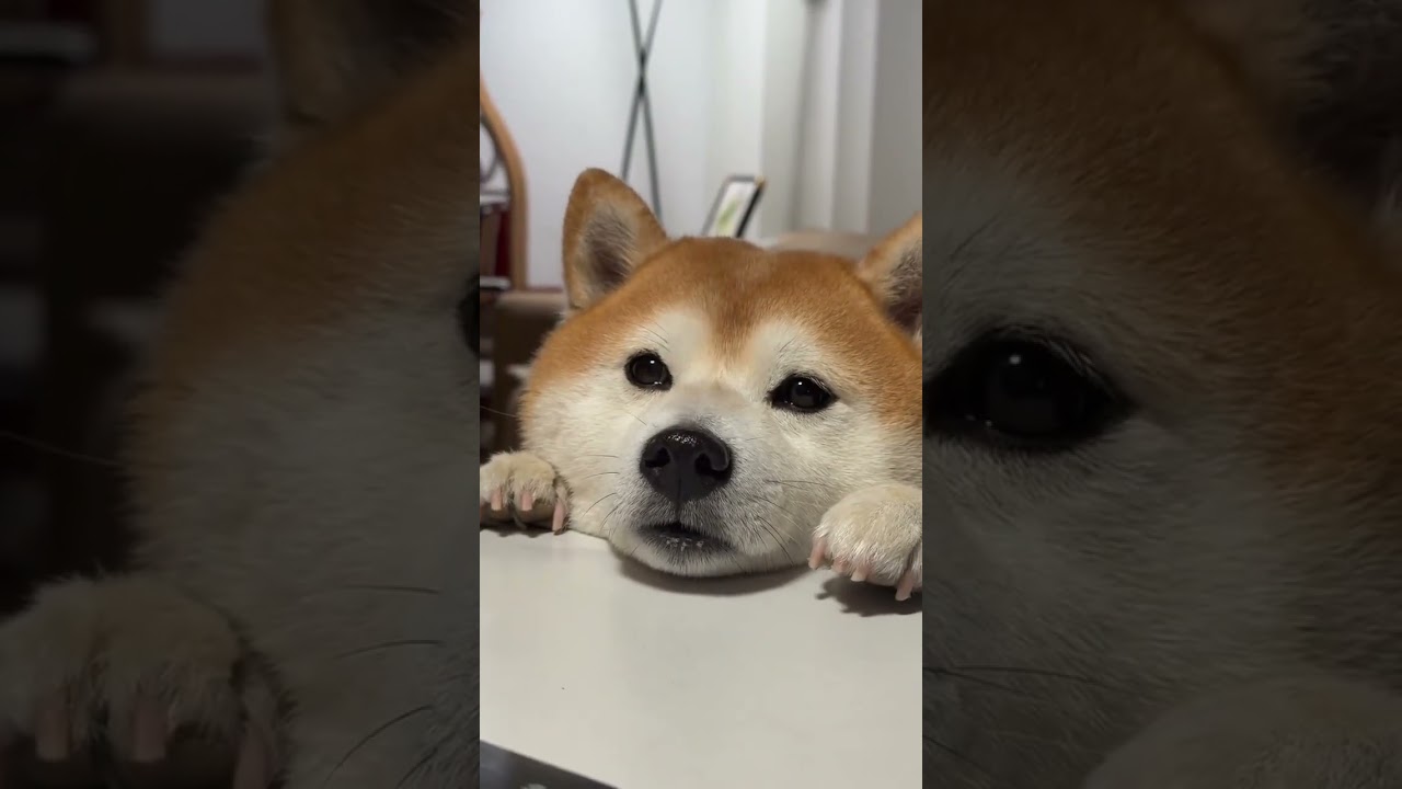 鼻ヒクヒクイッヌ