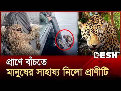 মানুষের সাহায্যে বাঁচলো প্রাণীটি  | Jaguar | Special Story | News | Desh TV