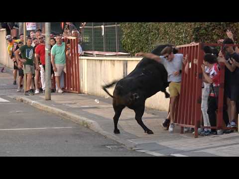 Susto en la Flecha 2026 Encierro con Toros Bravos