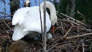 26.05.2017  || Gulbju ligzda - Лебединое гнездо - Swans nest Pt.5