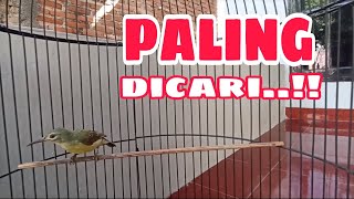 Download lagu MASTERAN BURUNG FULL NYECRET KOLIBRI KELAPA BETINA GACOR mp3