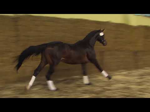 030 107 Grey Flanell Licotus
