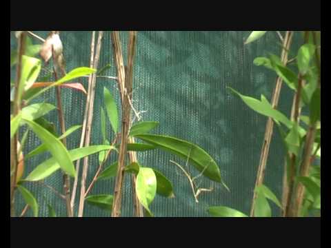 KASS FINLAY McAULIFFE Stick Insect and Mantis of Sydney.wmv