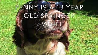 You CAN teach an old dog new tricks!(providing the rewards match the task!)