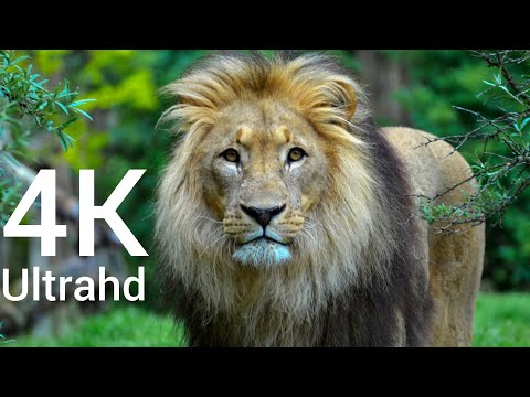 4k African Wildlife | African Nature | Full Mind Relax | 4k Videos | 5k Videos