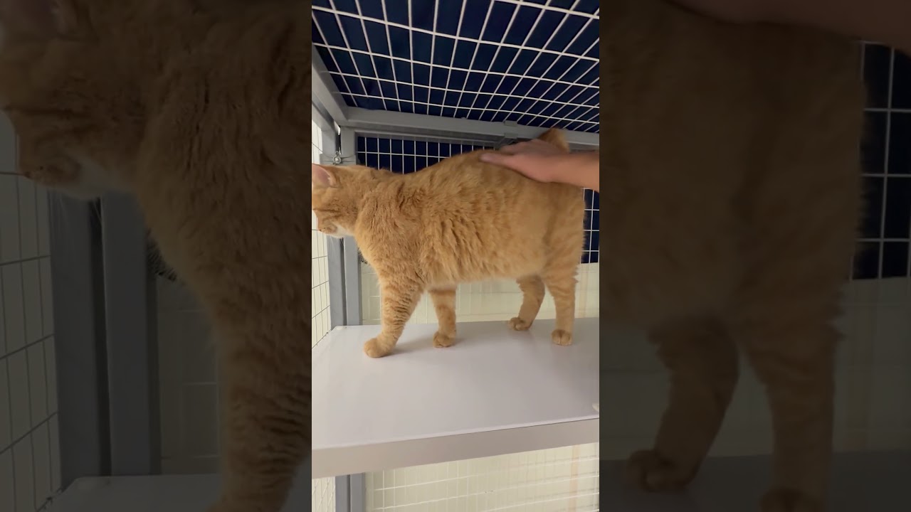 Enlarge Hannah, a Adoptable Domestic Short Hair in Oshkosh, WI video 4/4