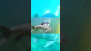 Download lagu ikan dewa pemandian cibulan - kuningan jawa barat mp3