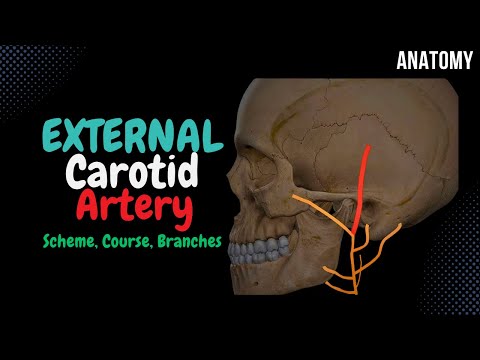 External Carotid Artery Scheme (Side branches + Mnemonics) | Anatomy