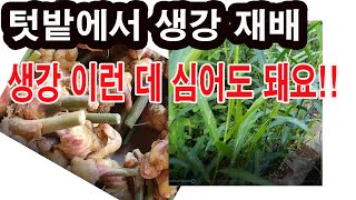 텃밭에서 생강 재배. 생강 이런 데 심어도 돼요 (생강 재배, 생강 재배 적지, 종생강 구하기, 생강 싹틔우…