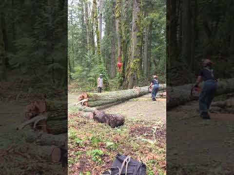 🛠️ Storm-Damaged Tree Cracked and Tangled — Tree Crew to the Rescue #firewood