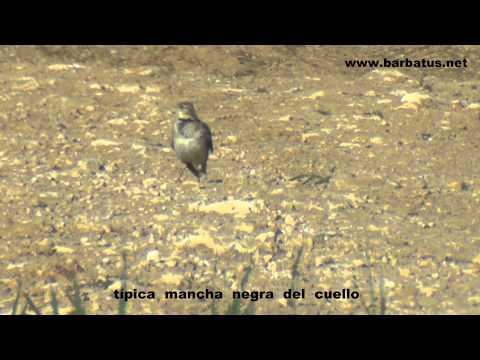 Calandria común ( Melanocorypha calandra )