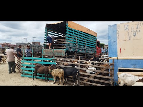 FEIRA DE ANIMAIS DE CANSANÇÃO-BAHIA | TV CANSANÇÃO