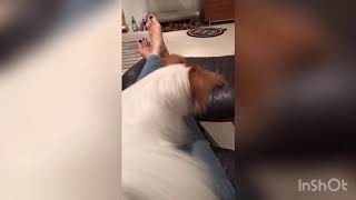 犬の追いかけっこ🐾