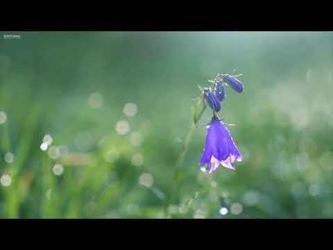 Autohipnoza pregatire hipnoza si cresterea sugestibilitatii hipnotice