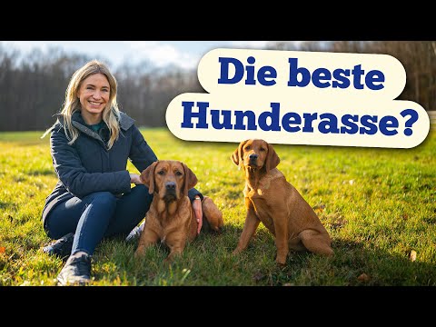 Labrador breed profile: Is this dog right for you?