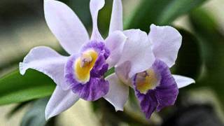 My Choice - Richard Clayderman: Dolannes Melody