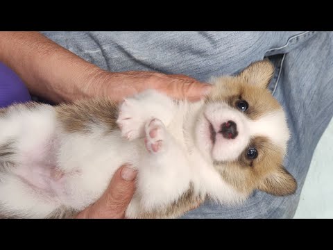 Annie & Belle's Corgi puppies | Watch These Puppies Get Their First Collars!