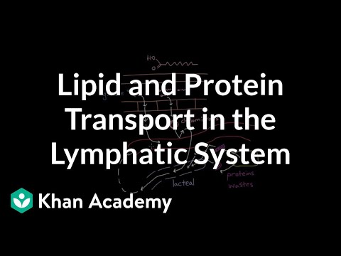 リンパ系における脂質とタンパク質の輸送 (Lipid and protein transport in the lymphatic system)
