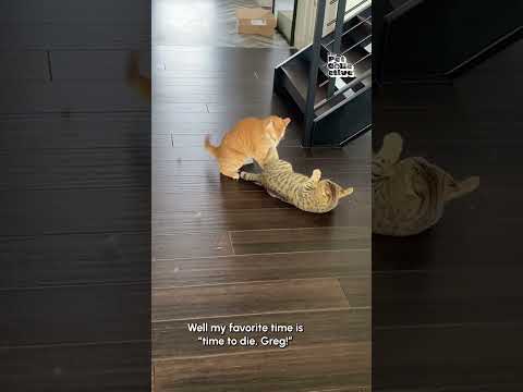 Funny Cat Pulls Off Sneak Attack!