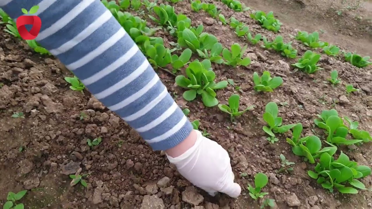 Šta sijati u februaru i martu