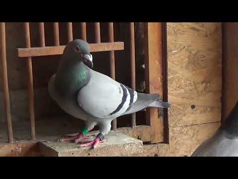 Campion columbofil dl Carstea Sorin Glodeni Dambovita Romania porumbei reproductie 10 iunie 2022