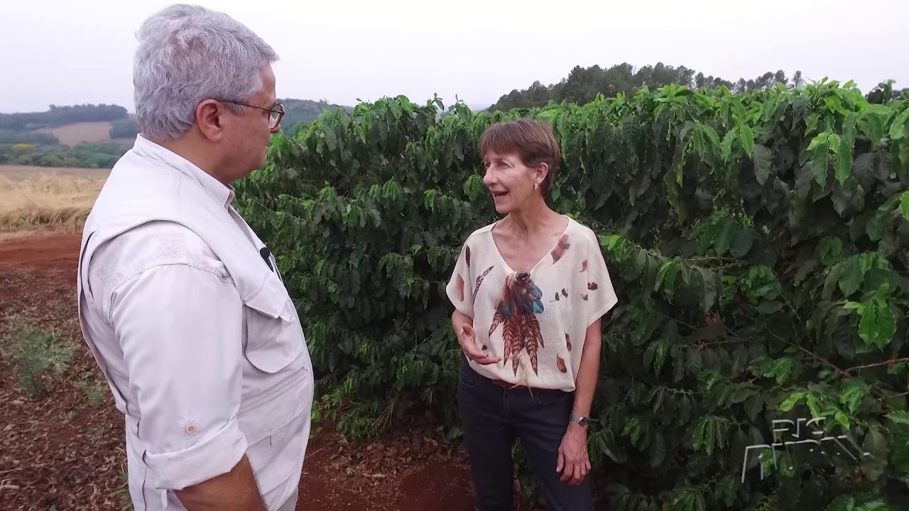 Conheça a fazenda "Palmeira", pioneira na produção de café no Paraná