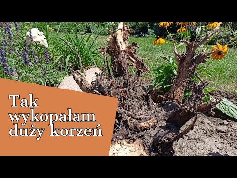 TAK WYKOPAŁAM DUŻY KORZEŃ 🌳🌳🌳PROSTY PATENT