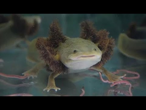 axolotl paraziták)