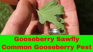 Gooseberry Sawfly Larvae - Gooseberry Leaf Damage