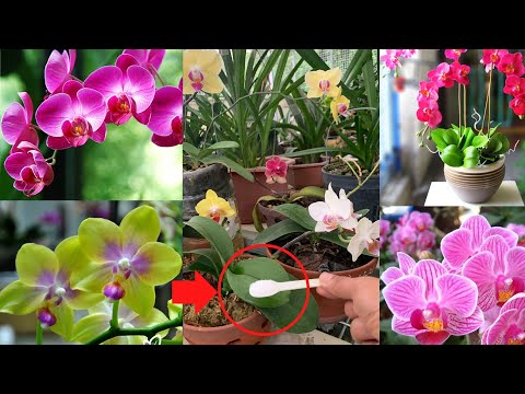 , title : 'With just 1 teaspoon, your orchid will grow healthy and bloom all year round | Happiness Garden'