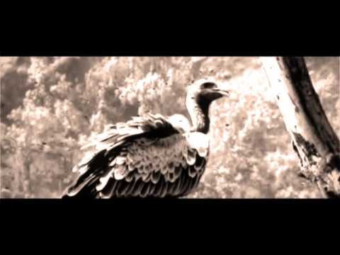 Southern Drinkstruction - Vultures of the Black River