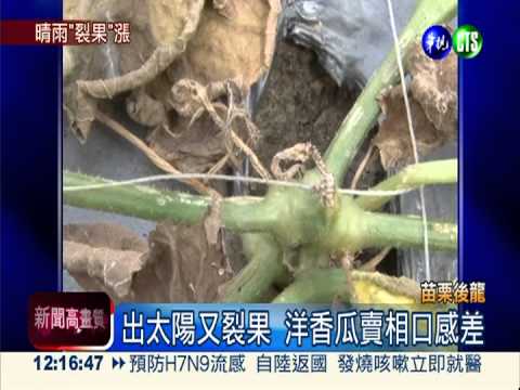 大雨泡爛又裂果 洋香瓜漲聲響起