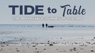 Tide to Table: The Remarkable Journey of Oysters | Pace Docs 2022