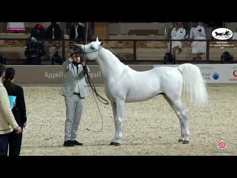 N 222 BASHIR AL RAYYAN   Katara Int  Arabian Peninsula Horse Show 2022   Stallions 7 to 10 Years Old