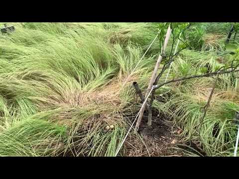 果樹に春に肥料を与えるにはどのような肥料を使用すればよいですか？  庭園