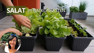 Kopfsalat im Balkonkasten, Pflücksalat Balkon, Schnittsalat pflanzen | Salat auf dem Balkon anbauen