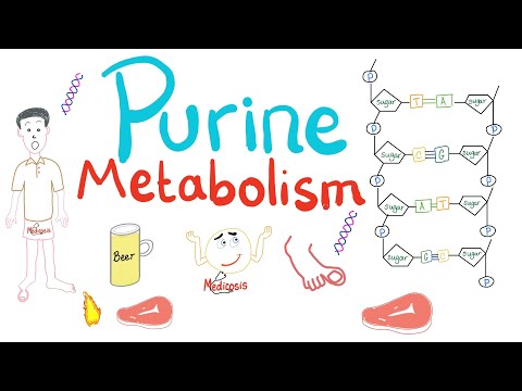 Purine Metabolism - De Novo, Salvage, Degradation, Uric Acid - Biochemistry & Rheumatology