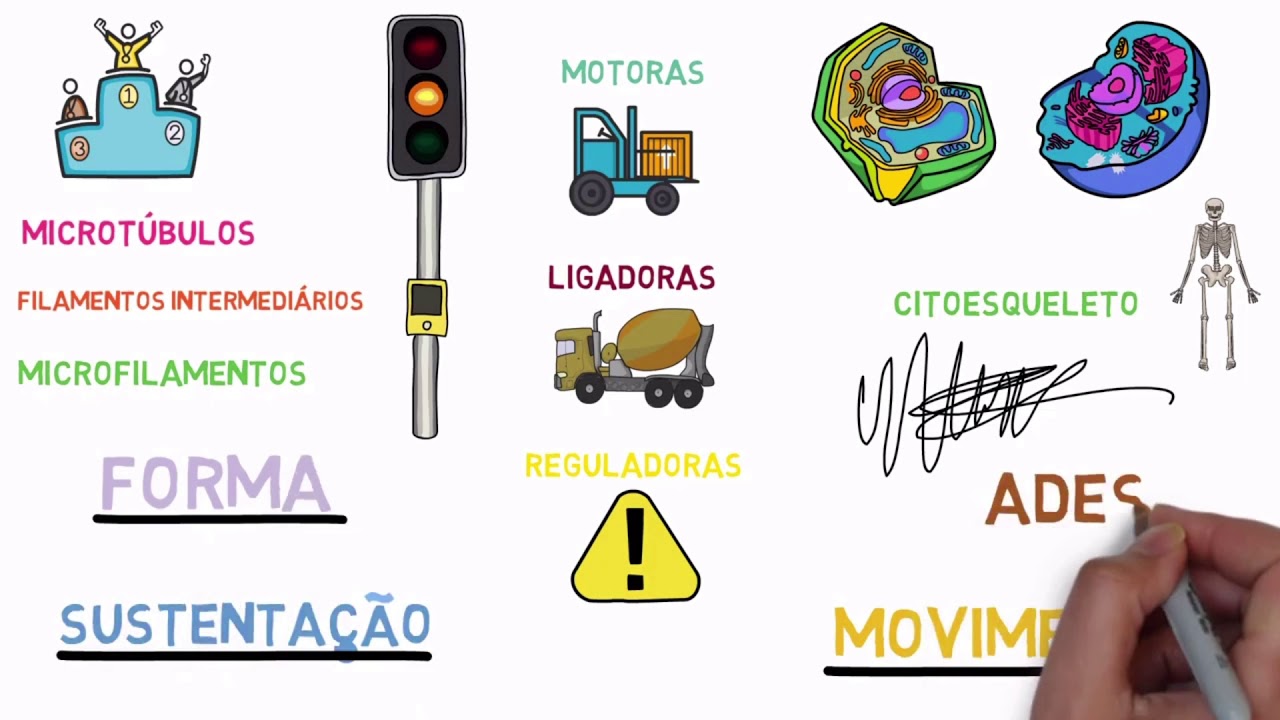 Citosol e Citoesqueleto