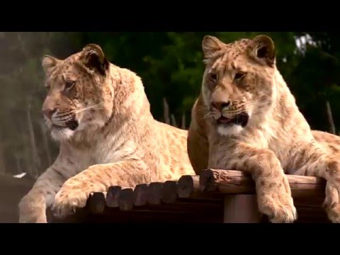 The Truth About Big Cats in America - Joe Exotic TV
