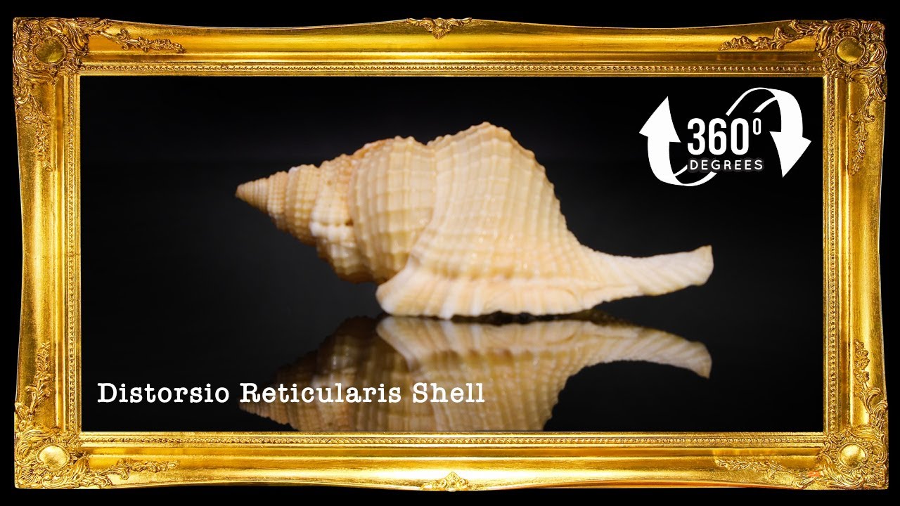 Distorsio Reticulata | Distorsio Reticularis | 1.5 - 3.5 Inches