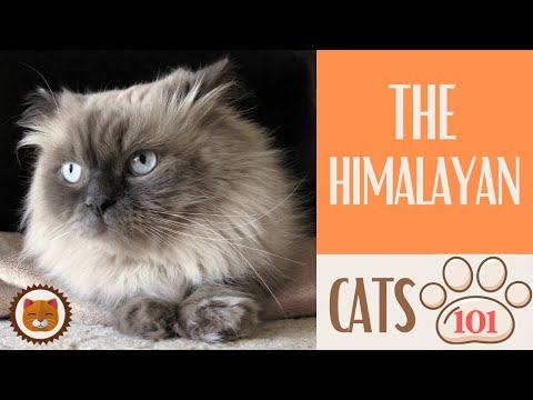 🐱 Cats 101 🐱 HIMALAYAN CAT - Top Cat Facts about the HIMALAYAN