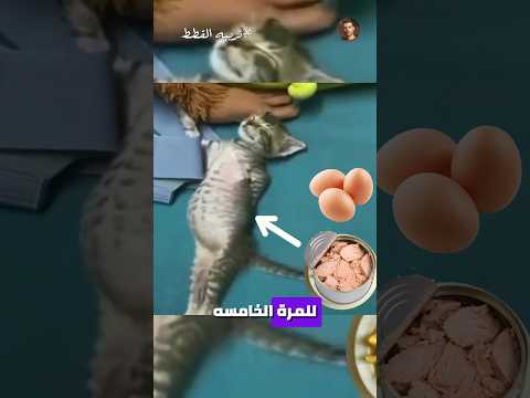 هتربي قطط بعد الفيديو ده ؟ 😂🤌