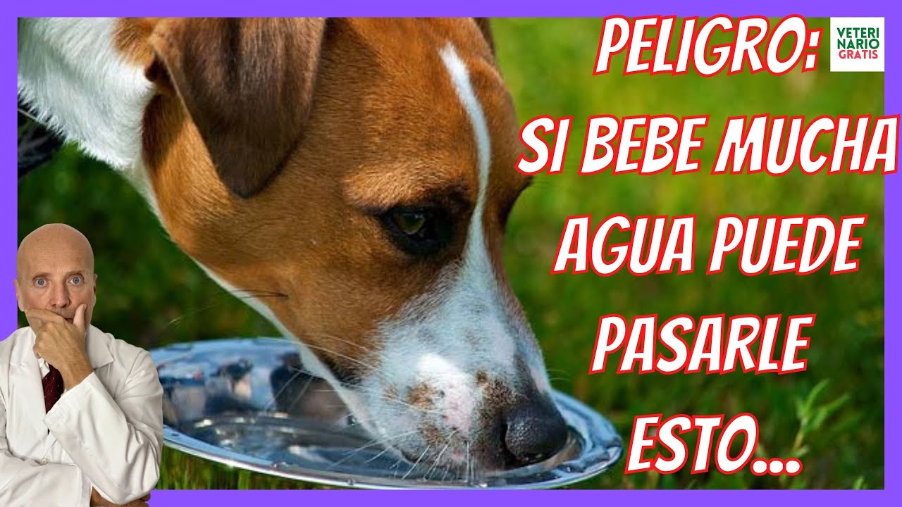 🆘 ¿PORQUÉ MI PERRO BEBE MUCHA AGUA y VOMITA 🆘