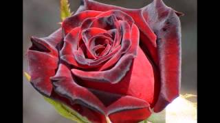 Bronco mi chica dificil