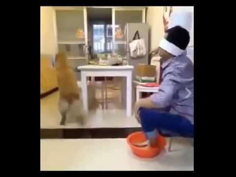 Aksi anjing pintar bisa ngerawat majikan nya yg buta ..