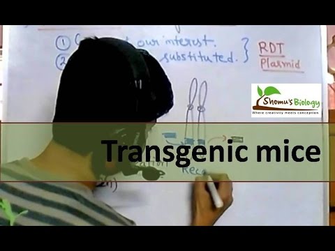 Transgenic mice